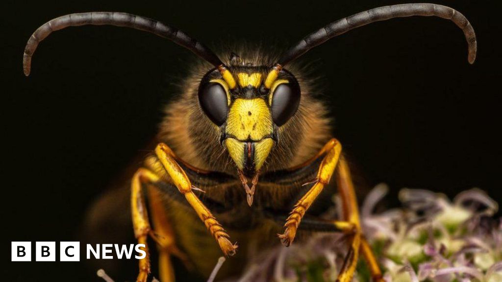 Scottish photographer captures the lives of insects in striking detail