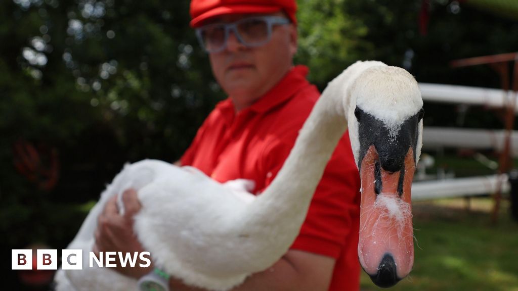 Royal swan count finds swans hit by air guns